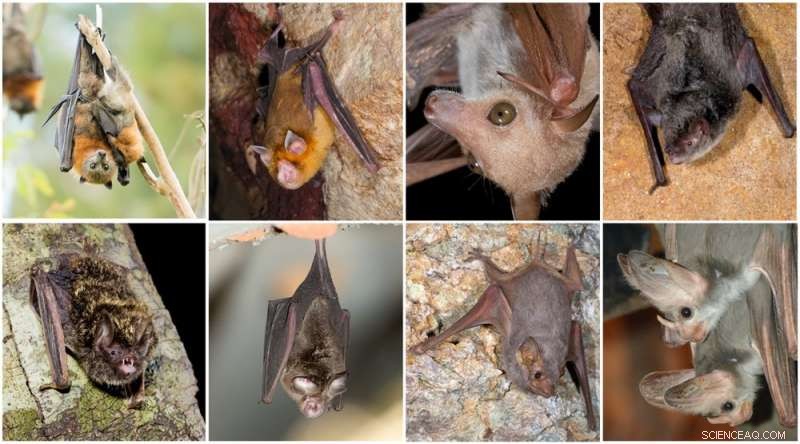 Protecting Bats: A Balanced View on Australian Bat Lyssavirus and Human Safety