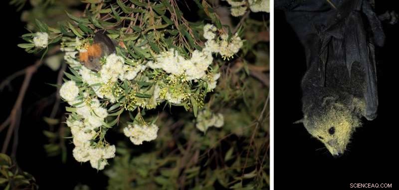 Protecting Bats: A Balanced View on Australian Bat Lyssavirus and Human Safety