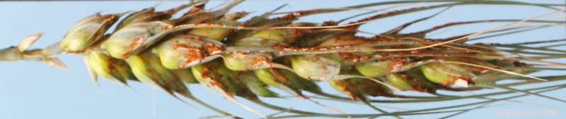 Scientists Discover First Rust Gene That Activates Wheat Resistance