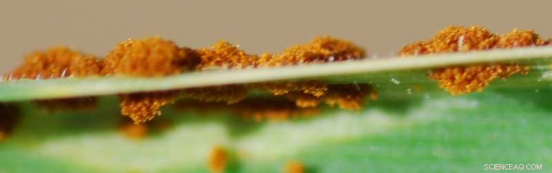 Scientists Discover First Rust Gene That Activates Wheat Resistance