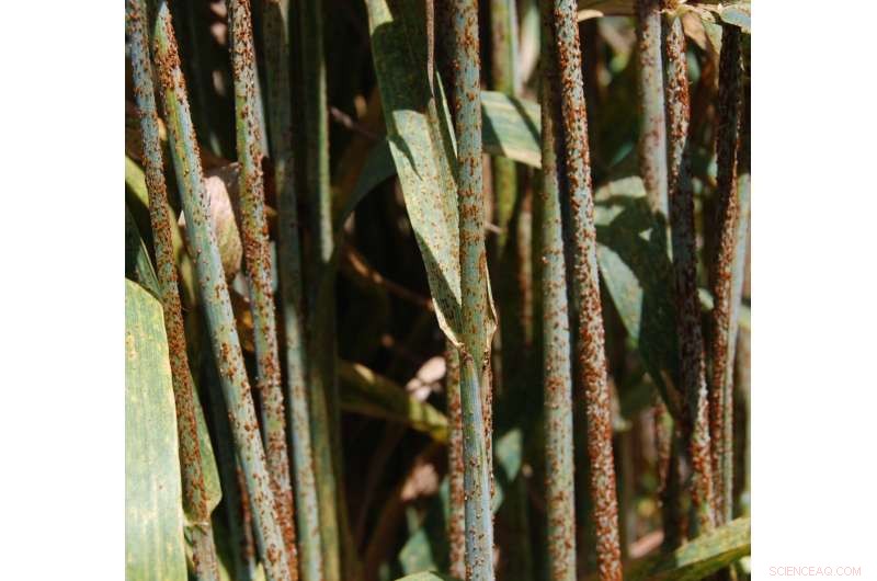 Scientists Discover First Rust Gene That Activates Wheat Resistance