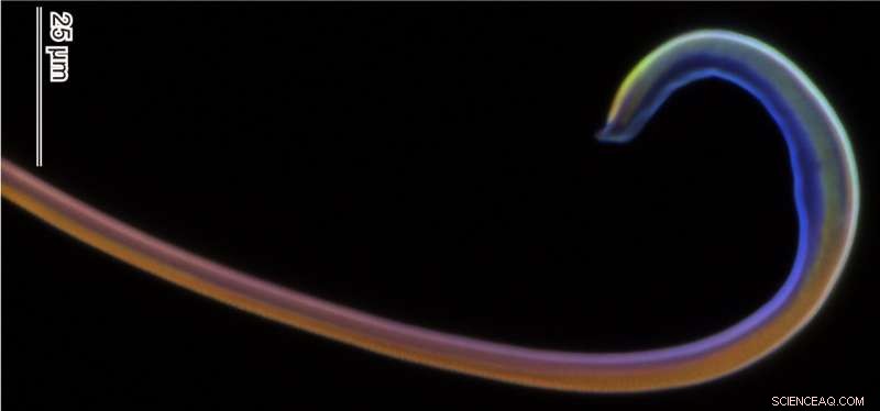 Kiel University Research: Beetle Flagellum Insights Could Revolutionize Medical Devices