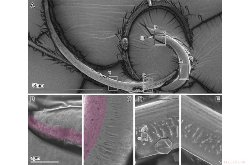 Kiel University Research: Beetle Flagellum Insights Could Revolutionize Medical Devices