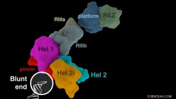 Inside the Tiny Cellular Machines That Destroy Viruses