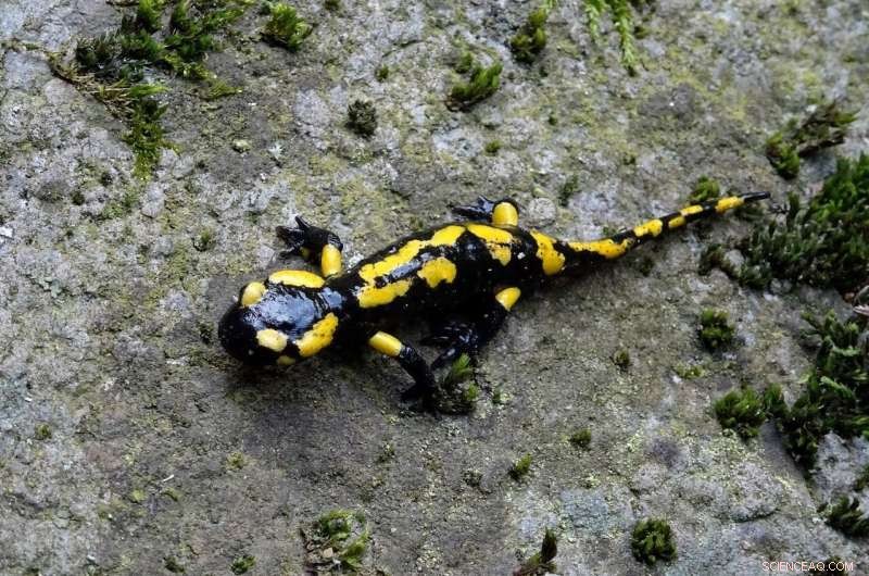Decoded Salamander Genome Sheds Light on Its Unique Regenerative Power