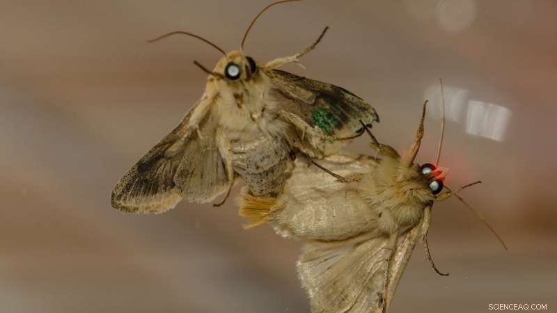 Female Moths Use Pheromone Signals to Enhance Mate Attraction