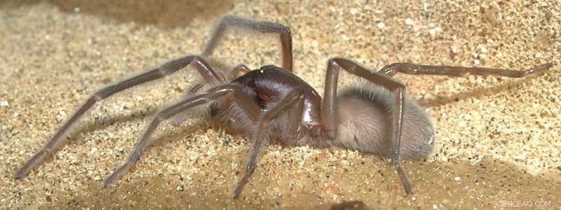 New Marine Spider Species, Desis bobmarleyi, Discovered at Low Tide in Queensland