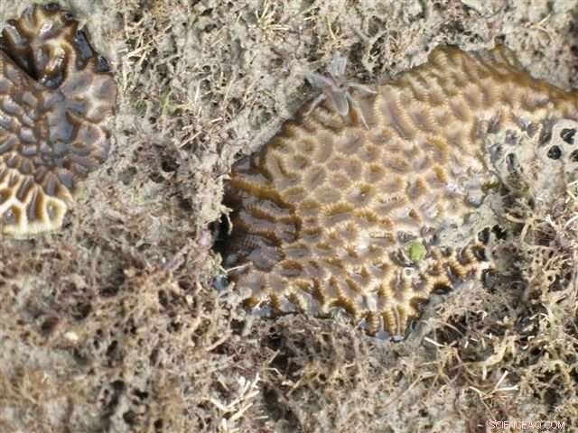 New Marine Spider Species, Desis bobmarleyi, Discovered at Low Tide in Queensland
