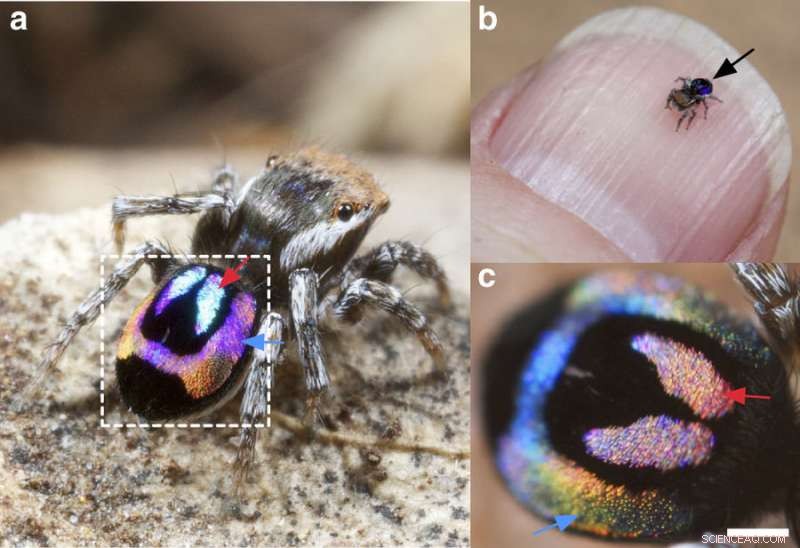 How Rainbow Peacock Spiders Could Revolutionize Optical Technology