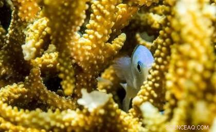Degraded Coral Reefs Threaten Long‑Term Commercial Fisheries