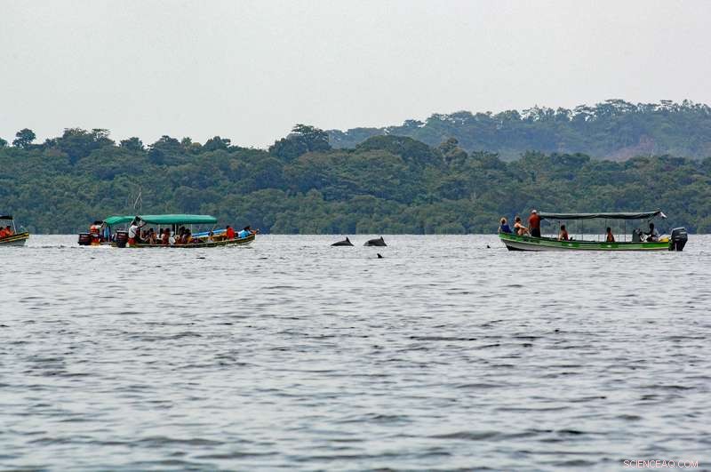 Boat Traffic Threatens Survival of Bocas del Toro Dolphins – Endangered Status Urged