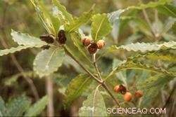 Urgent Action Needed: Scientists Warn of Invasive Tree Threat to Global Biodiversity Hotspot