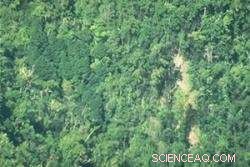 Urgent Action Needed: Scientists Warn of Invasive Tree Threat to Global Biodiversity Hotspot