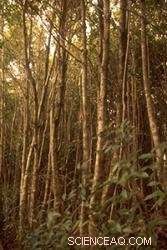 Urgent Action Needed: Scientists Warn of Invasive Tree Threat to Global Biodiversity Hotspot