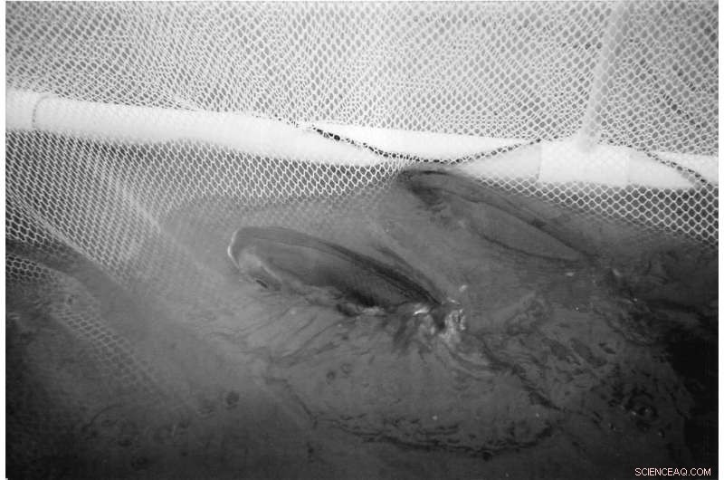 Climate Change Threatens Hawaiian Fishpond Aquaculture: New Research Findings