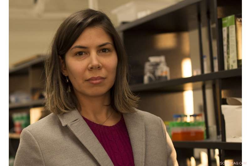 Mangrove Killifish Unveils Remarkable Genetic Diversity Despite Self-Fertilization