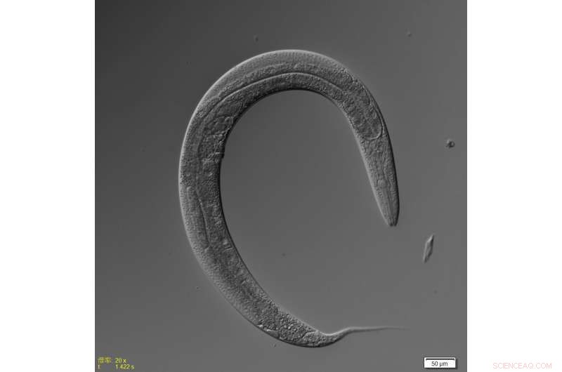 Diet and Sex: Their Combined Effect on C. elegans Lifespan