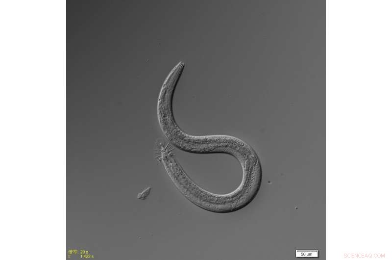 Diet and Sex: Their Combined Effect on C. elegans Lifespan