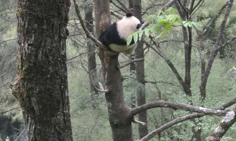 Why Scientists Must Master Modeling: A Path to Effective Conservation