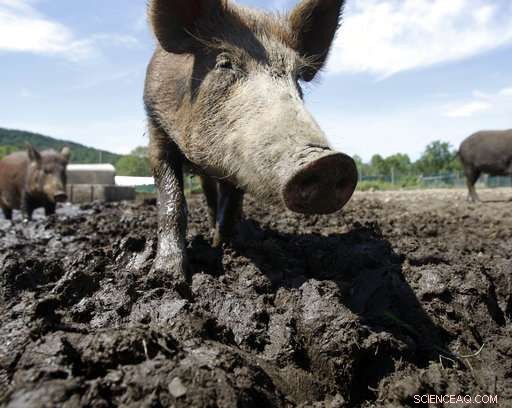 2018 Feral Hog Poison Field Trials in Texas & Alabama: Results and Lessons