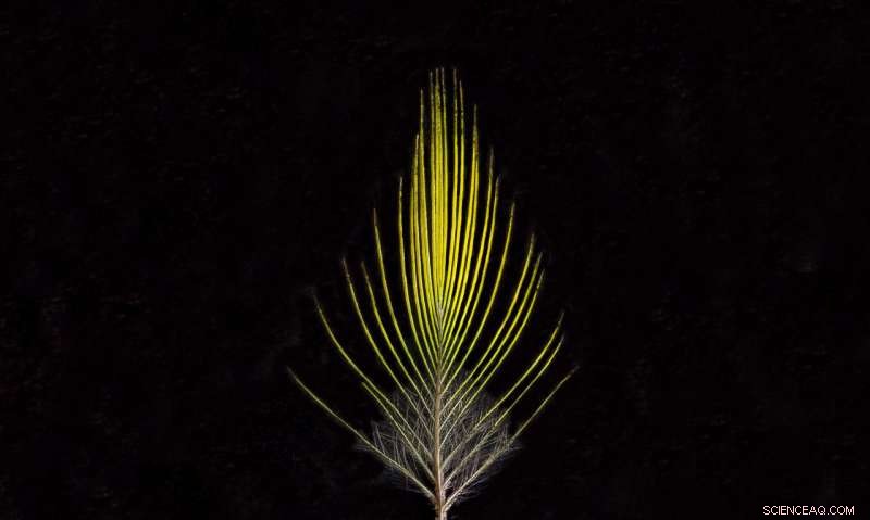 U of T Scarborough Researchers Unveil First Hybrid Amazon Bird Species