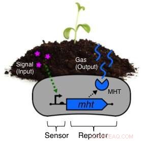 Researchers Engineer Bacteria to Record Environmental Memories