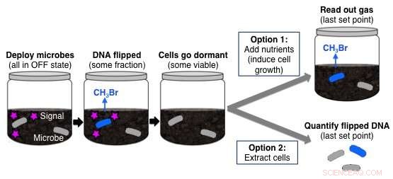 Researchers Engineer Bacteria to Record Environmental Memories