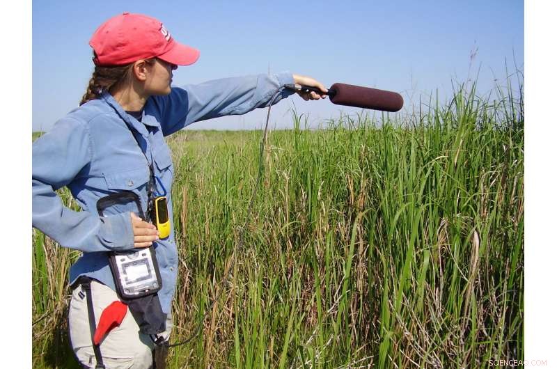 Subtle Vocal Differences Distinguish Wren Subspecies
