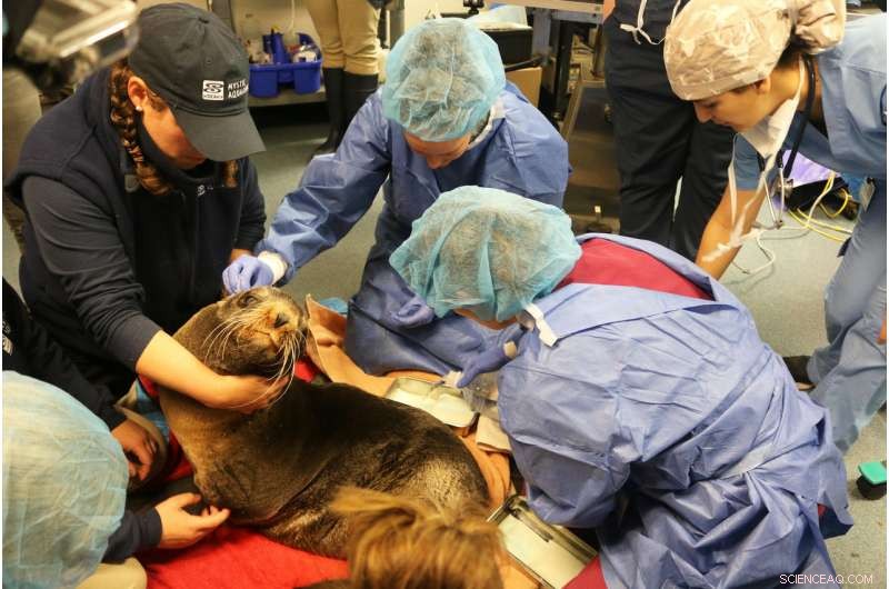 First Successful Brain Surgery on Fur Seal Tries to Cure Hydrocephalus