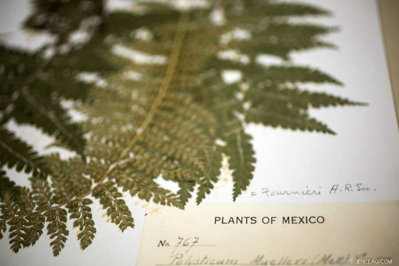 New Research Reveals Global Herbarium Sampling Biases, Questioning Climate Change Assessments