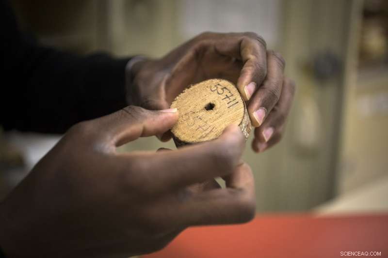 New Research Reveals Global Herbarium Sampling Biases, Questioning Climate Change Assessments