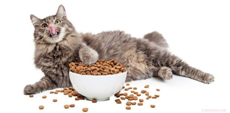 Understanding Pet Overweight: Causes, Risks, and Solutions