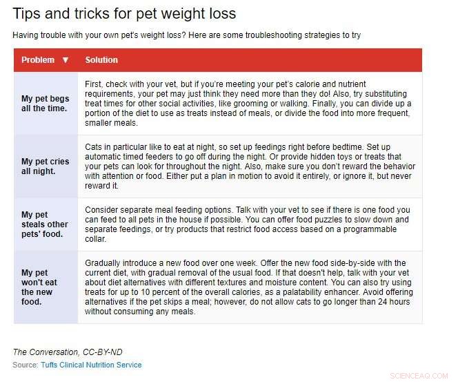 Understanding Pet Overweight: Causes, Risks, and Solutions
