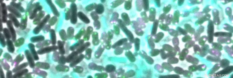 How Bacteria Acquire Antibiotic Resistance from Competitors