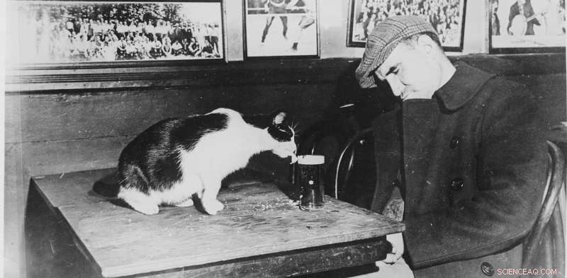 Protect Your Pet: How to Keep Cats Safe from Holiday Alcohol