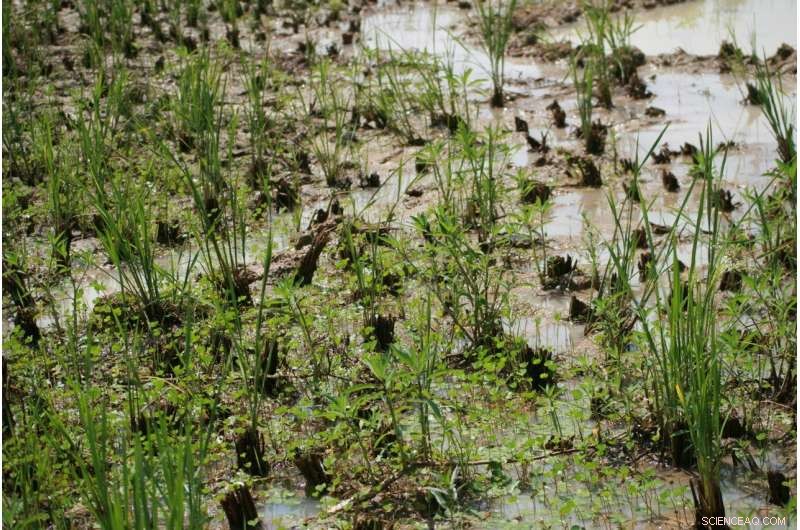 Genetic Mutations Enable Mosquitoes to Overcome Pesticide Pressure