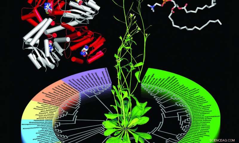 Unveiling the Phospholipid Pathway Linking Plants to Parasites