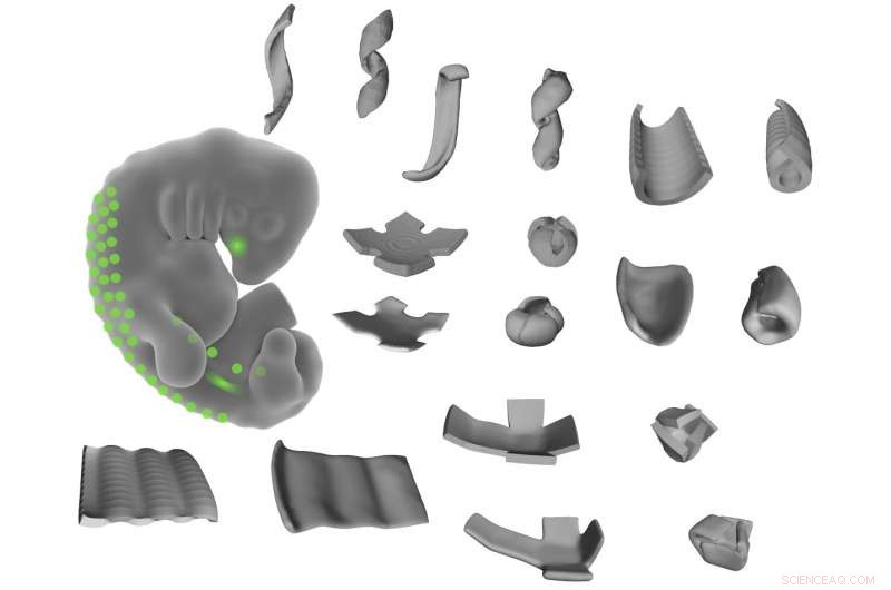Engineers Pioneer 3‑D Living Tissue Structures Using Cell Biology