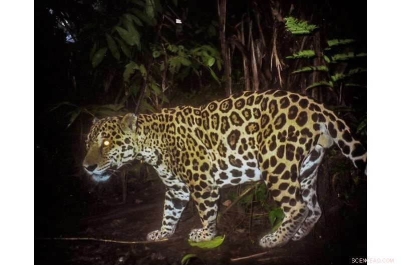 Jaguar Conservation Depends on Neighbor Attitudes: How Community Support Shapes Survival