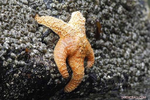 Starfish Breathe New Life: West Coast Recovery After Mass Wasting Syndrome