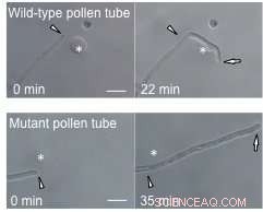 Decoding Pollen Tube Guidance: How LURE Peptides Direct Fertilization