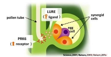 Decoding Pollen Tube Guidance: How LURE Peptides Direct Fertilization