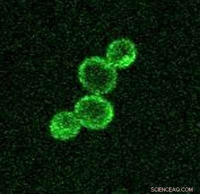 Decoding the Cellular Growth Blueprint: How Cells Regulate Size and Proliferation