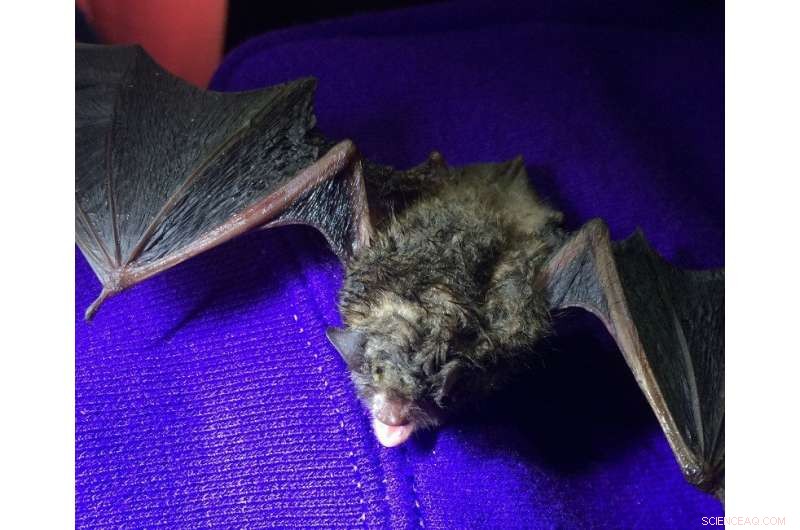 New Study Finds UV Light as Possible Weakness in White‑Nose Syndrome Fungus