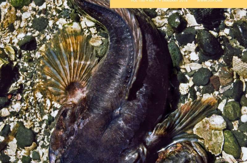 New Insights into the Midshipman Fish’s Hour‑Long Mating Call