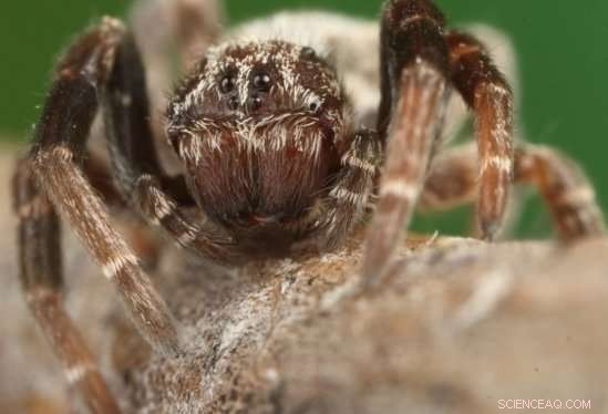 Influential Dynamics: Leader–Follower Interactions in Social Groups