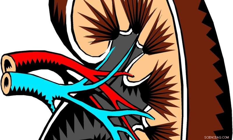 Microscopic Breakthrough Reveals Protein Target to Prevent Kidney Stones