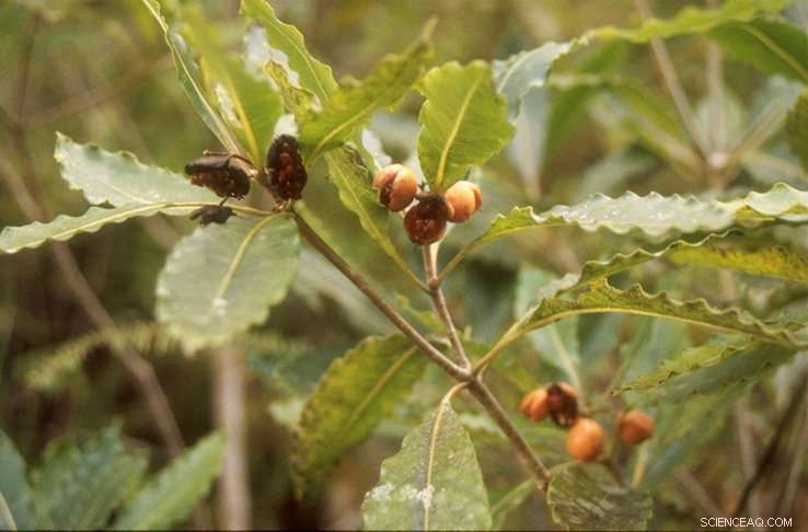 Urgent Call for Action: Scientists Target Invasive Tree Threatening Global Biodiversity