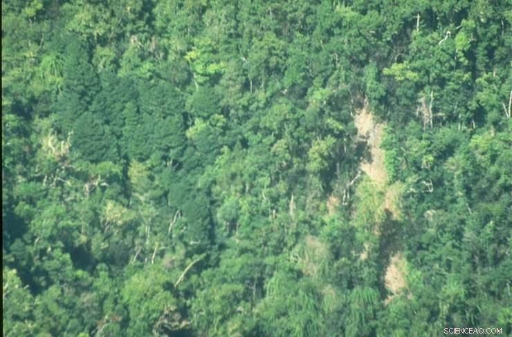 Urgent Call for Action: Scientists Target Invasive Tree Threatening Global Biodiversity