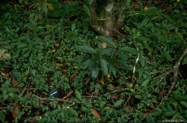 Urgent Call for Action: Scientists Target Invasive Tree Threatening Global Biodiversity